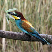 European Bee-eater