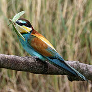 European Bee-eater
