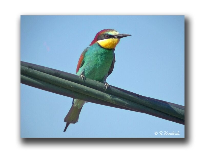 European Bee-eater