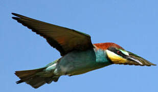 European Bee-eater