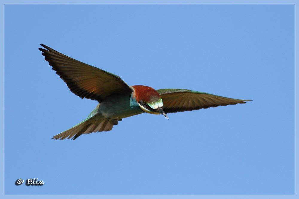 European Bee-eater