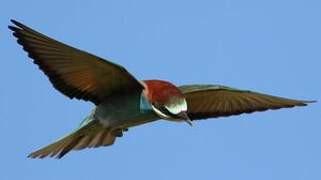 European Bee-eater