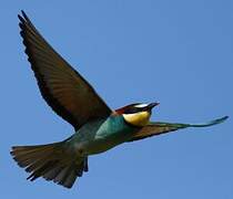 European Bee-eater