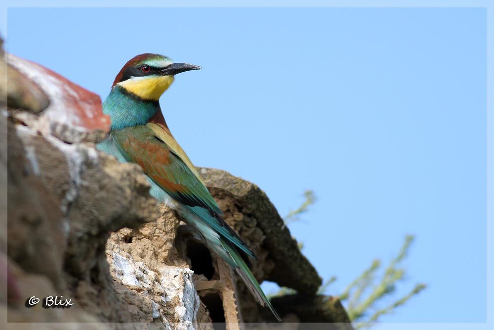 European Bee-eater