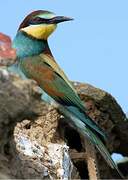 European Bee-eater