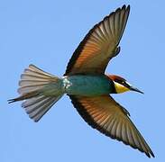 European Bee-eater