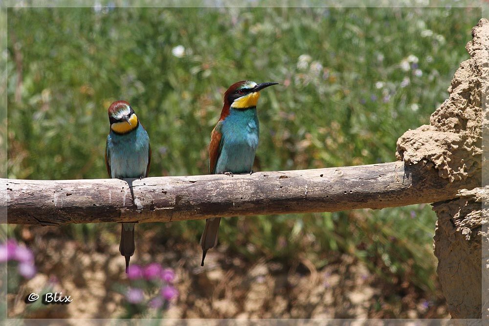 European Bee-eater