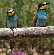 European Bee-eater