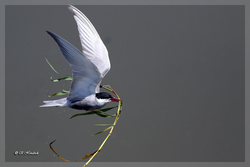 Whiskered Tern