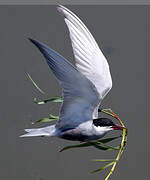 Whiskered Tern