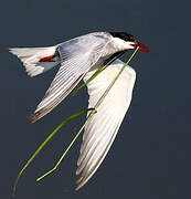 Whiskered Tern