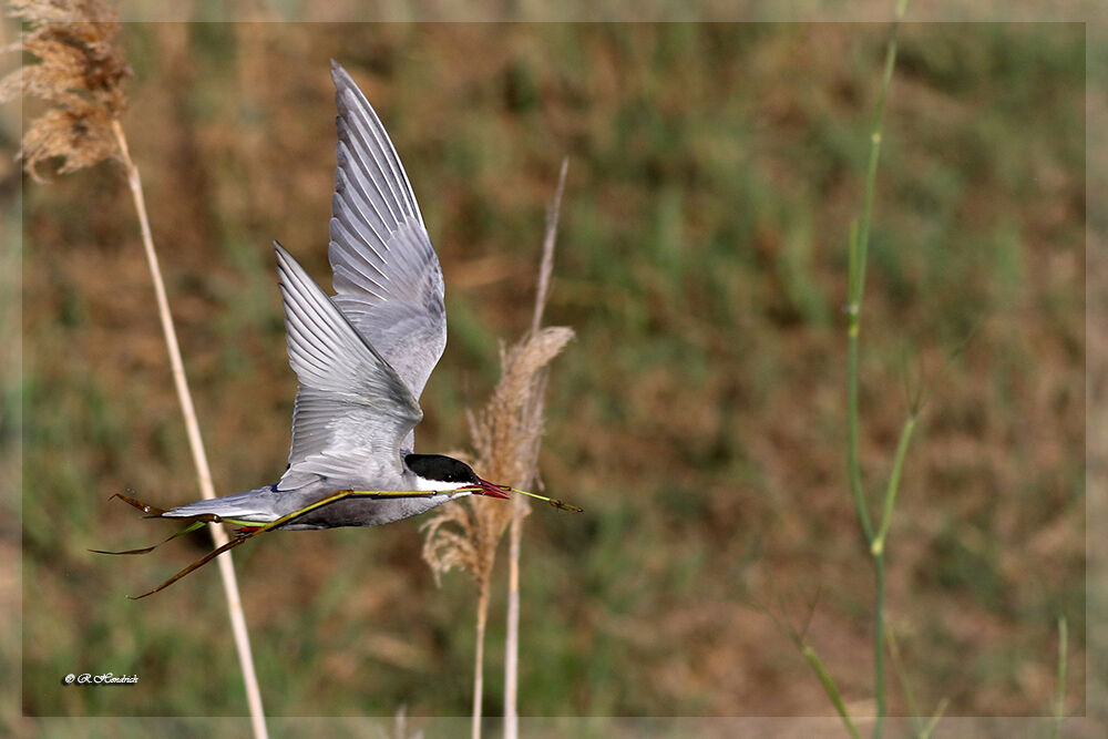 Whiskered Tern