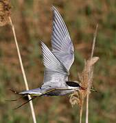 Whiskered Tern