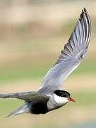 Whiskered Tern