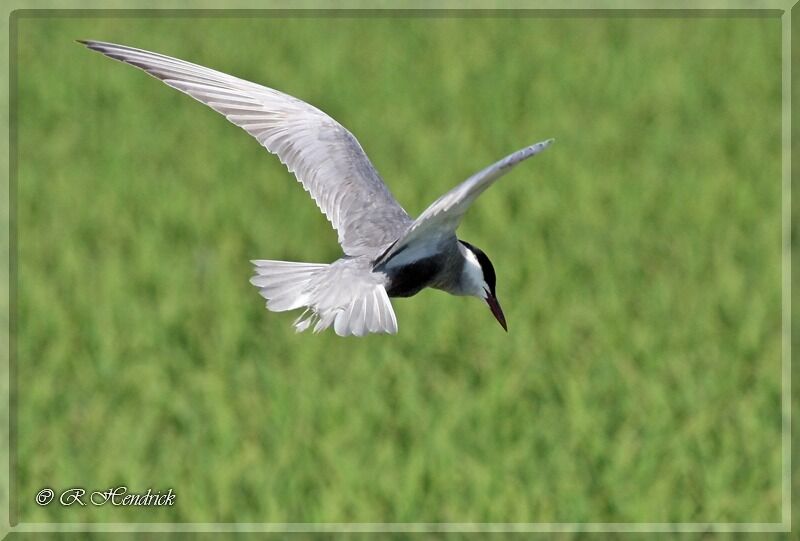 Whiskered Tern