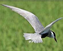 Whiskered Tern