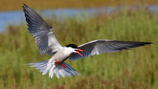 Whiskered Tern