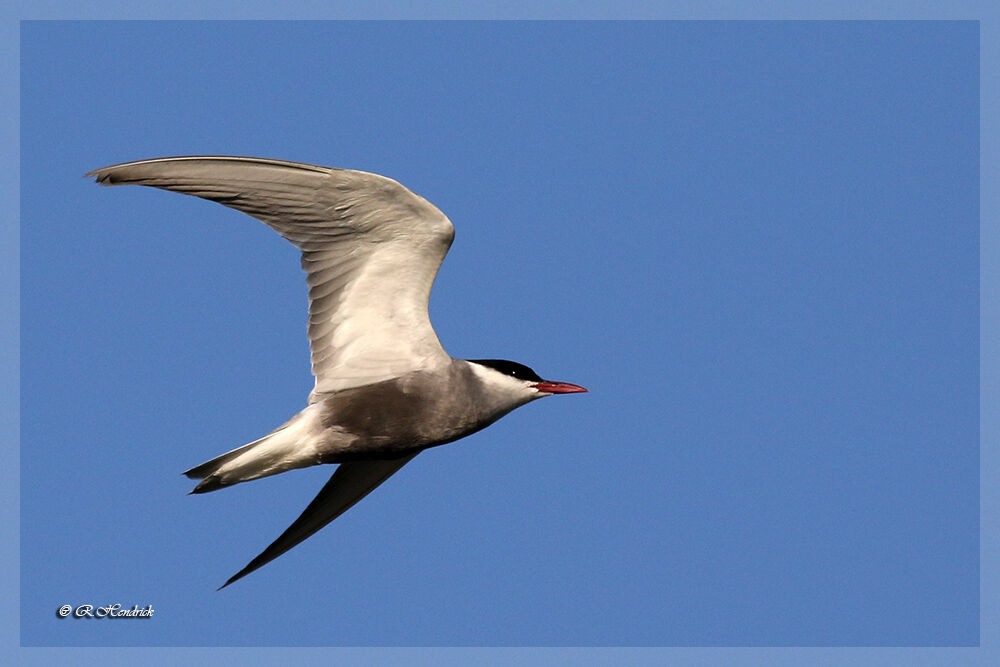 Whiskered Tern