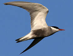 Whiskered Tern