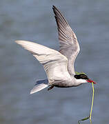 Whiskered Tern