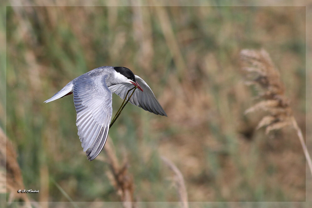 Whiskered Tern