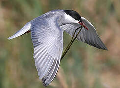 Whiskered Tern