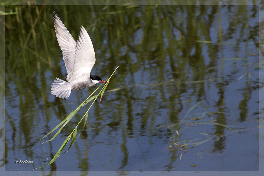 Whiskered Tern