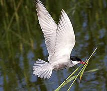 Whiskered Tern