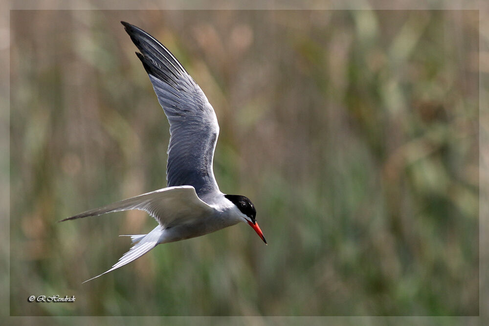 Whiskered Tern