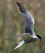 Whiskered Tern