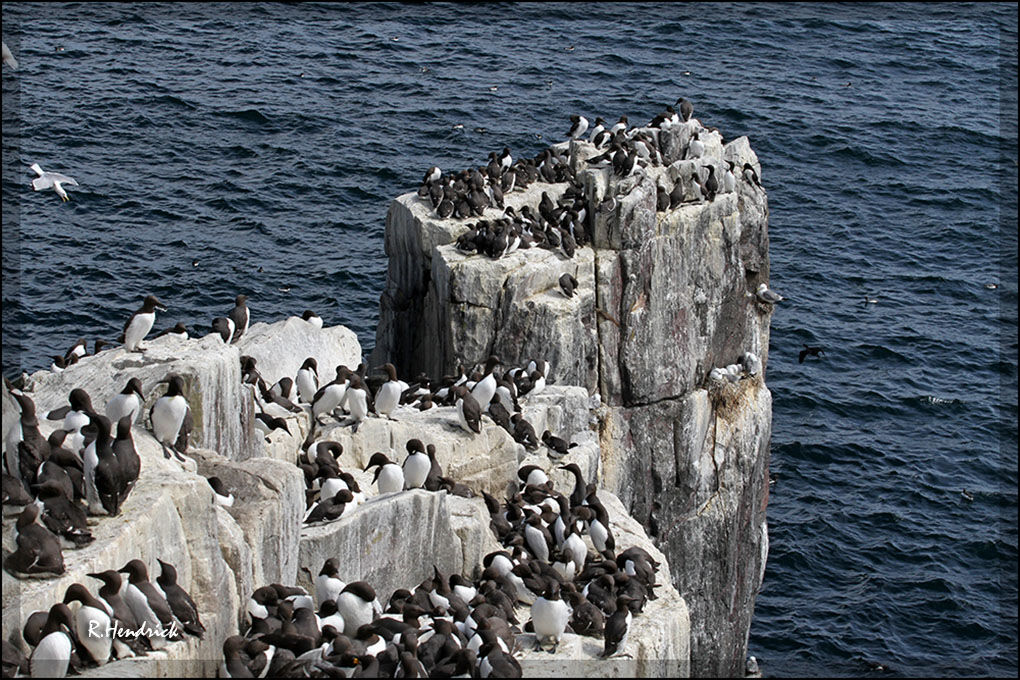 Common Murre