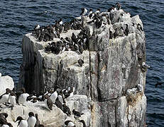 Common Murre