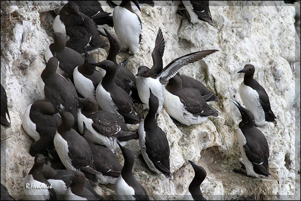 Common Murre