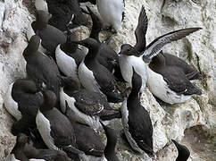 Common Murre