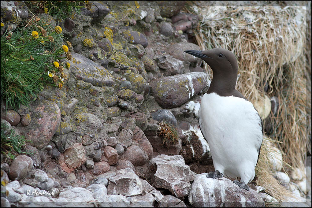 Common Murre