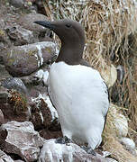 Guillemot de Troïl