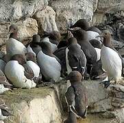 Common Murre