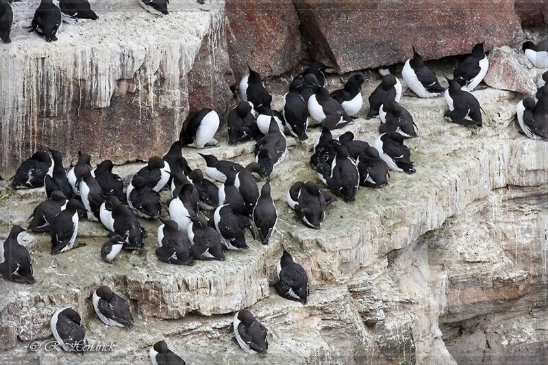 Guillemot de Troïl