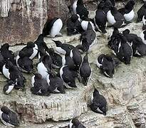 Common Murre