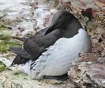 Common Murre