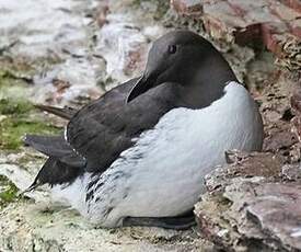 Guillemot de Troïl