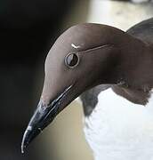 Common Murre