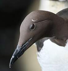 Guillemot de Troïl