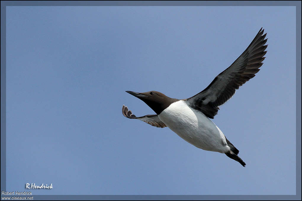 Common Murreadult, Flight