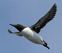 Guillemot de Troïl