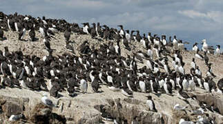 Common Murre