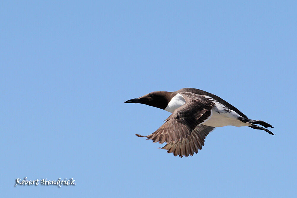 Guillemot de Troïl