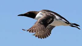 Guillemot de Troïl