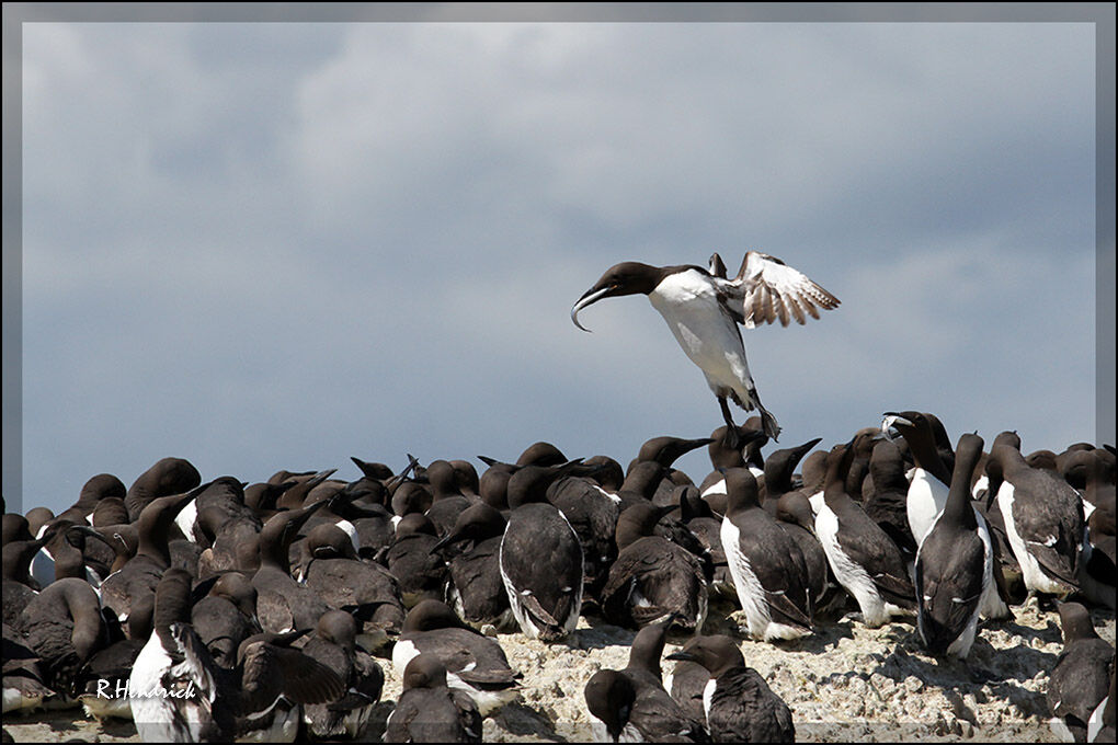 Guillemot de Troïl