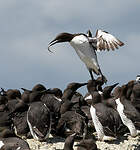 Guillemot de Troïl